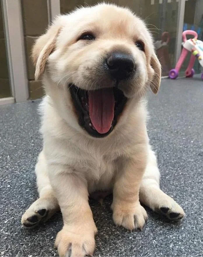 Golden Retriever puppy